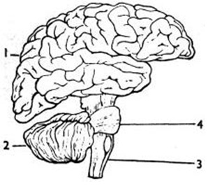 Brain Structure